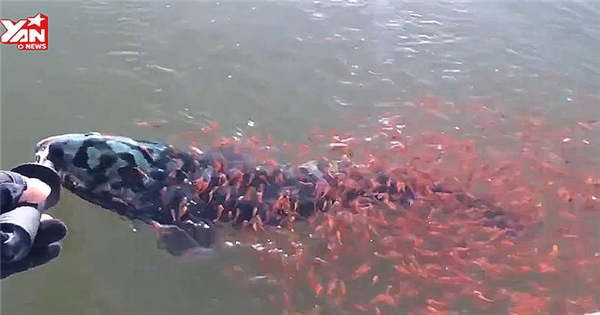 Xúc động cá mẹ mắc câu, cả ngàn cá con lao vào cứu