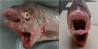 Bắt được cá hai miệng ở Australia