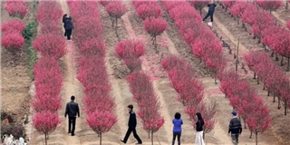 Vườn đào Nhật Tân đỏ rực những ngày giáp Tết