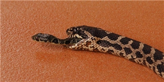Rắn nhỏ thoát khỏi bụng rắn to sau khi bị nuốt chửng