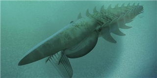 Hóa thạch tôm hùm “khủng” to lớn hơn cả con người