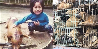 Bức ảnh bé gái khóc bên chú chó bị giết thịt lay động cư dân mạng