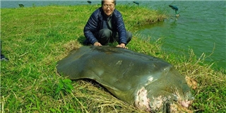 Thực hư thông tin cụ rùa Hồ Gươm vừa qua đời