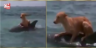 Màn cứu chó thoát khỏi cá mập đầy kịch tính của cá heo 