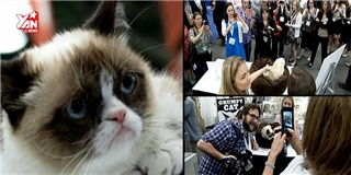 Gặp gỡ chú mèo Grumpy "khó chịu" nổi tiếng nhất thế giới 