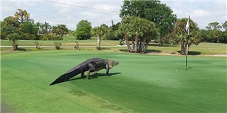 Tá hỏa khi cá sấu khổng lồ bò lên sân golf