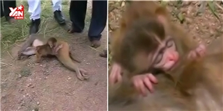 Xúc động với khỉ con ôm chặt xác mẹ không rời