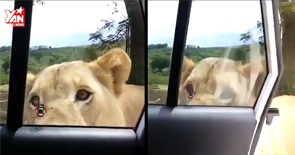 "Chết đứng" khi sư tử biết cách mở cửa xe của du khách