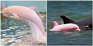 Chú cá heo màu hồng duy nhất trên thế giới gây sốt