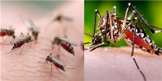 Giải mã nguyên nhân khiến muỗi thích máu người