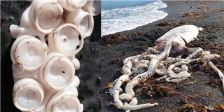 “Thất kinh” với quái vật bạch tuộc dạt vào bờ biển