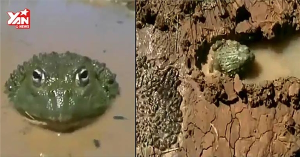 Cảm động ếch mẹ tự đào kênh dẫn nước cứu đàn con
