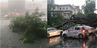 Hà Nội: Mưa gió kinh hoàng, nhiều cây xanh ngã đè lên người đi đường