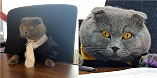 Kinh ngạc với công ty thuê một chú mèo làm…giám đốc truyền thông