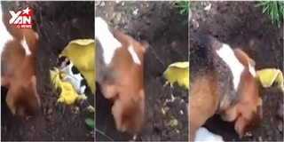 Chú chó chôn cất mèo gây cảm động cộng đồng mạng