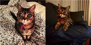 Choáng với chú mèo có đôi mắt như người ngoài hành tinh