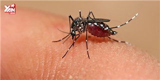 Vì sao muỗi chỉ thích chích một số người nhất định?