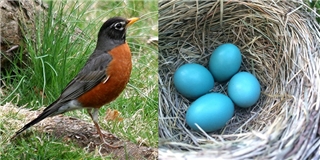 Ngạc nhiên với loài chim đẻ ra trứng màu xanh