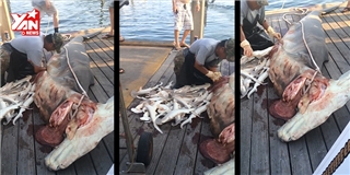 Kinh hoàng cảnh ngư dân mổ bụng cá mập mẹ lấy 34 con cá mập con