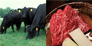 Choáng với giá thịt bò đắt nhất thế giới sắp vào Việt Nam