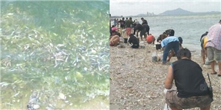 Bất ngờ trước hàng trăm ngàn con cá trôi dạt trắng xóa bờ