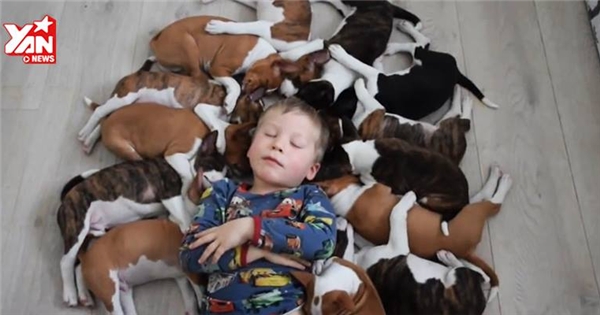 Thích thú khám phá cuộc sống của cậu bé cùng 16 chú chó con dưới một mái nhà