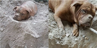Cư dân mạng phẫn nộ trước bức ảnh chú chó bị chủ chôn sống