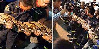 Tá hỏa phát hiện rắn khổng lồ tại nhà hàng Bangkok