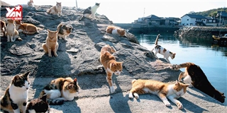 Cận cảnh hòn đảo chỉ toàn mèo là mèo tại Nhật