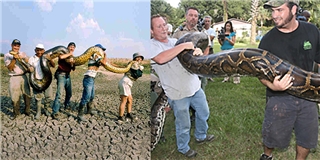 “Hồn vía lên mây” trước những con rắn lớn nhất thế giới