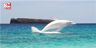 Cá voi bạch tạng bất ngờ lộ diện