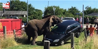 Đàn voi giận dữ lật tung cả xe hơi gây hoảng sợ 