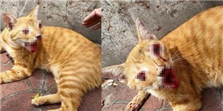 Lại thêm chú mèo bị hành hạ dã man khiến dư luận giận sôi máu
