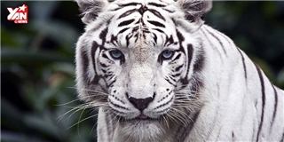 Sự thật đau lòng về hổ trắng mà các vườn thú luôn che giấu