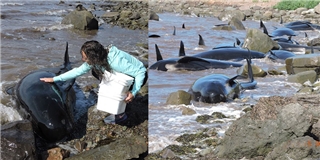 Hồi hộp cảnh giải cứu 16 chú cá voi hoa tiêu bị mắc cạn