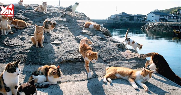 Cận cảnh hòn đảo chỉ toàn mèo là mèo tại Nhật