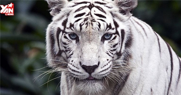 Sự thật đau lòng về hổ trắng mà các vườn thú luôn che giấu