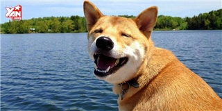 Cười đau bụng với những chú chó có tiếng sủa “bá đạo”