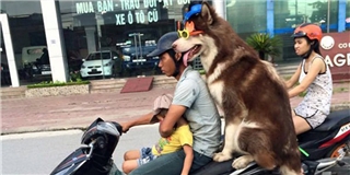 Phát cuồng chú chó dạo phố với phong cách cực ngầu