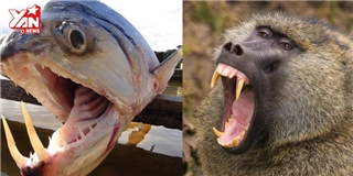 Động vật nào có hàm răng khủng nhất mọi thời đại?
