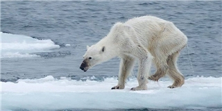 Bàng hoàng trước hình ảnh gấu Bắc cực da bọc xương