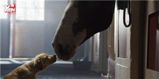 Tình bạn xuyên biên giới giữa chó và ngựa khiến bạn rơi nước mắt