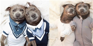 Loạt ảnh siêu cưng của anh em chó Pitbull hớp hồn cộng đồng mạng