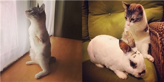 Cộng đồng Instagram “phát sốt” vì chú mèo hai chân cực đáng yêu 