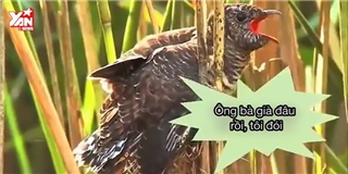 Cận cảnh loài chim "bạc tình sát thủ" độc nhất trong tự nhiên