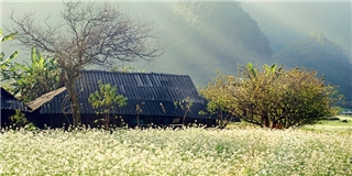 Trải nghiệm Mộc Châu với hoa vàng cỏ xanh ngát trời