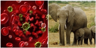 Phát hiện bí quyết ngăn ngừa ung thư ở người từ loài voi?
