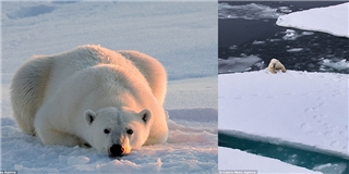 Lời cảnh báo từ chú gấu bị mắc kẹt trên tảng băng trôi