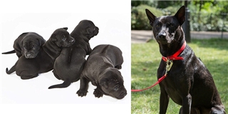 Châu Âu chào đón sự ra đời của chó Phú Quốc siêu hiếm