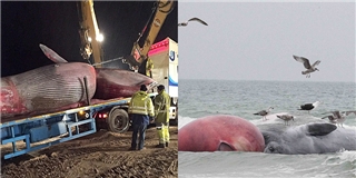 Cá voi khổng lồ vừa trôi dạt vào bờ biển khiến người dân “choáng váng”